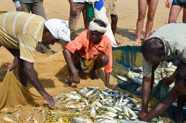 Fishing with net, Chowara Beach,_DSC_9944_H600